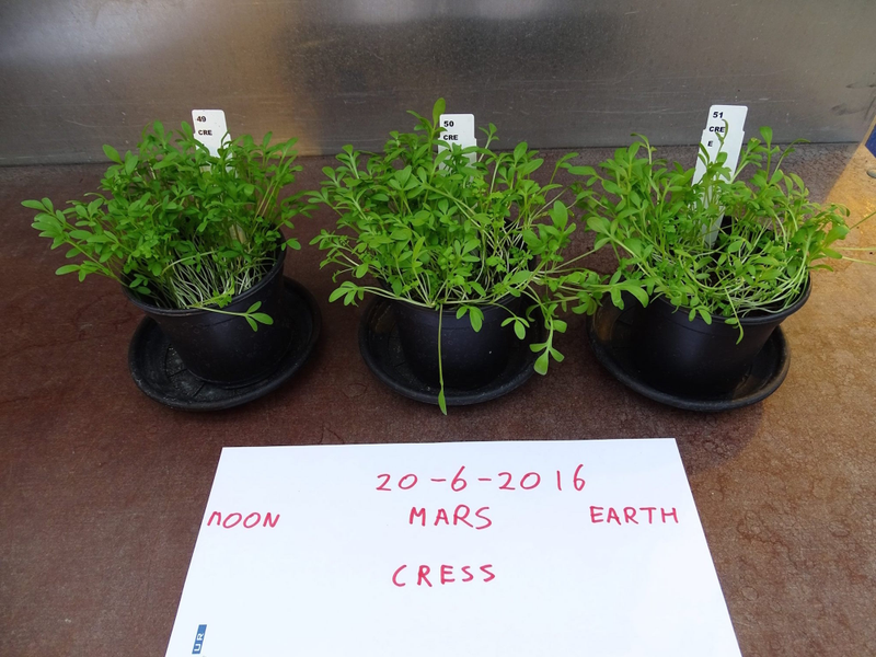 Plantas cosechadas en suelo lunar (izquierda), marciano (centro) y terrestre (derecha). Imagen: Wieger Wamelink.